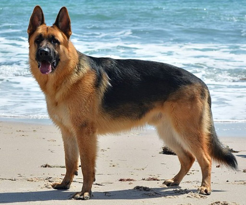Schäfer - tysk schäferhund