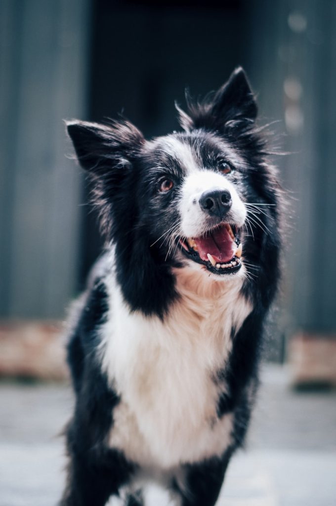 Border collie i aktion