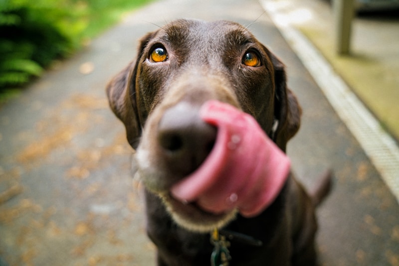 Labrador retriever i naturen