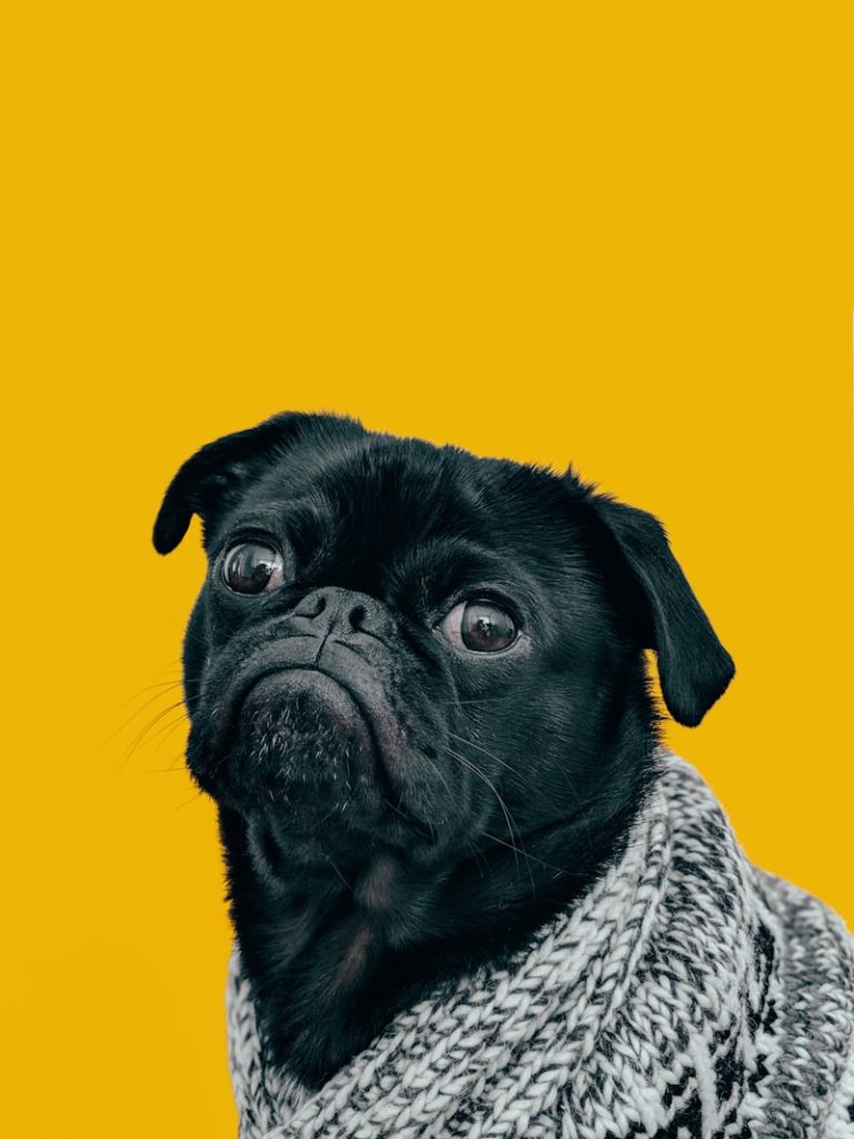 Mops hund