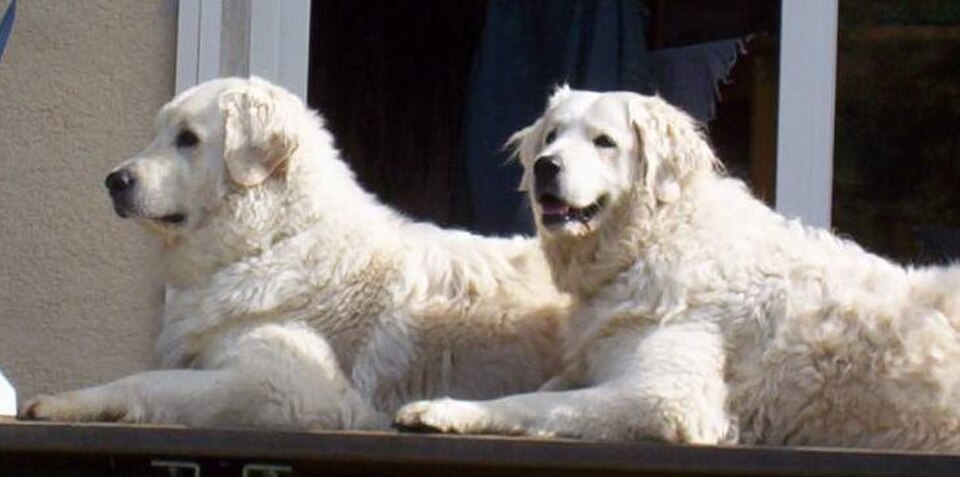 Kuvasz – Ungerns majestätiska vithundar och fårens orubblige väktare