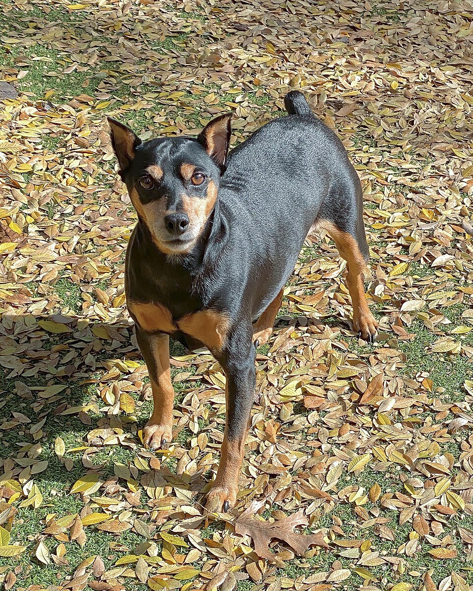 Pinscher – elegant, intelligent och förvånansvärt modig mellanstor hund