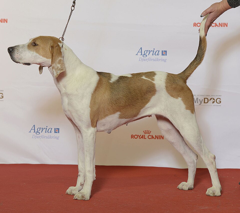 American Foxhound – Washingtons frihetliga, långbente stövarlegend