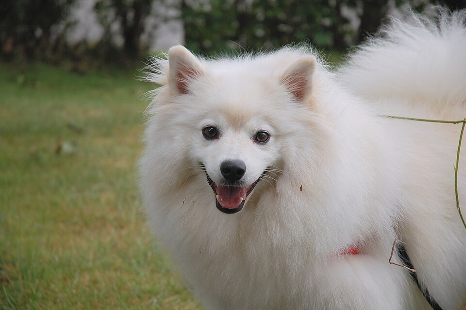 American Eskimo Dog – snövit, intelligent och charmig spets i tre storlekar
