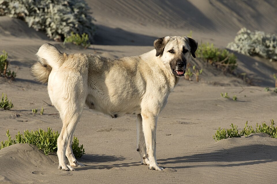 Anatolisk herdehund – Turkiets robuste, självständige fårväktare