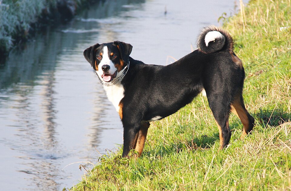Appenzeller sennenhund – energisk, alert och lojal schweizisk gårdshund