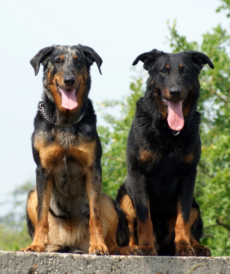 Beauceron – Frankrikes kraftfulla, intelligente herdehund med dubbla dårtår