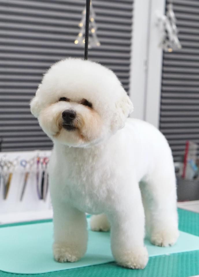 Bichon frisé – fluffig, glad och allergianpassad sällskapshund