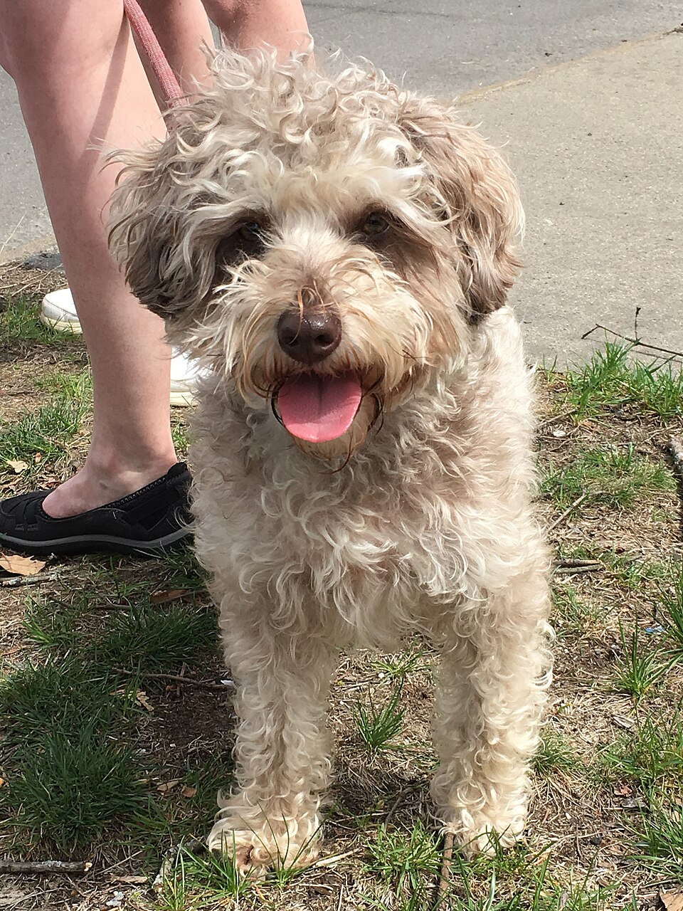 Schnoodle – intelligent och energisk schnauzer-pudelkorsning