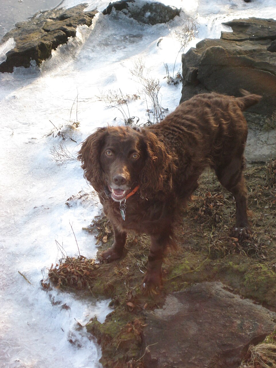 Boykin Spaniel – South Carolinas vänliga, koppfärgade jaktkompis