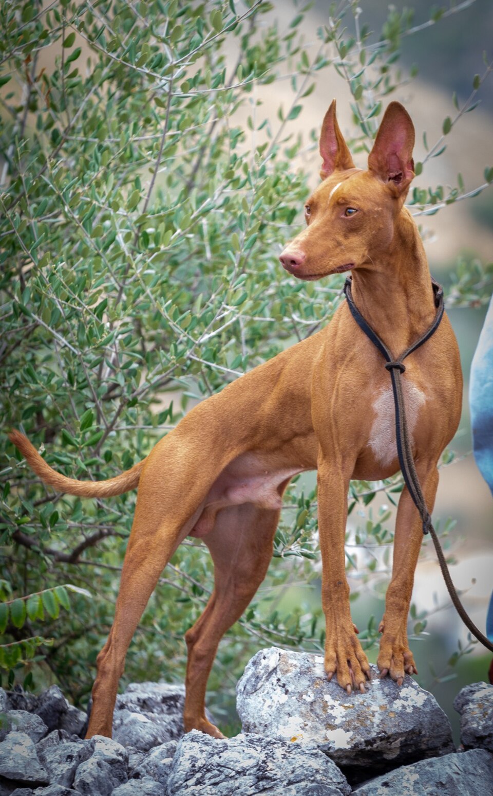 Cirneco dell’Etna – Siciliens elegante, eldsnabba kaninjakthund från vulkanen