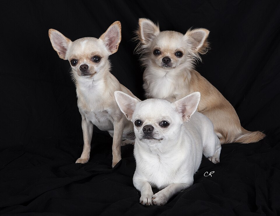 Chihuahua – världens minsta hund med gigantisk personlighet