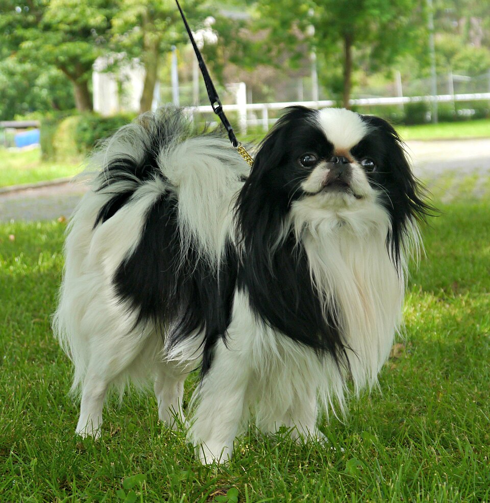 Japanese chin – det japanska kejsarhusets eleganta salongshund