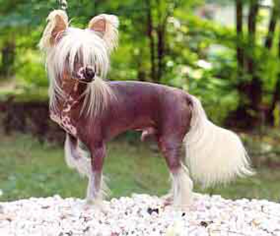 Chinese crested – nakenrasens unika representant med fjäderlätt hår och enorm personlighet