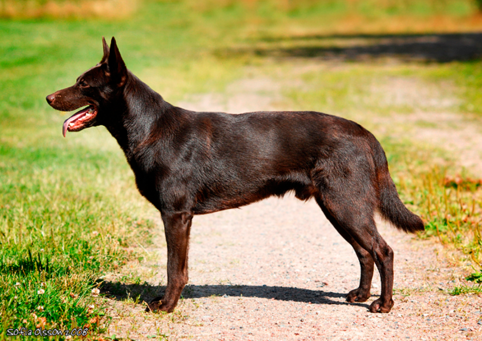Australisk kelpie – outtröttlig australiensisk vallhund med naturens kraft