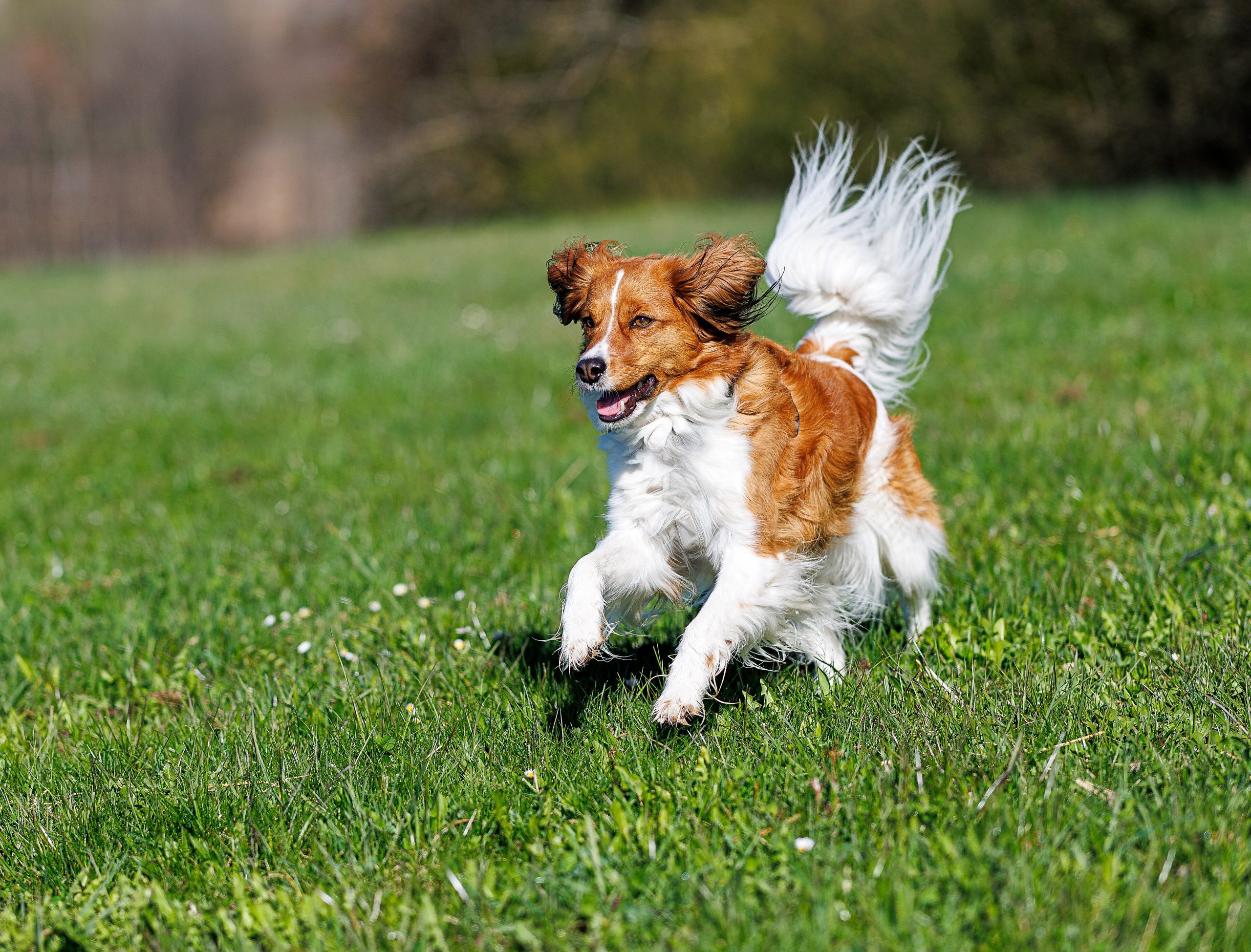 Kooikerhondje – liten holländsk fågeljägare med flaggsvans och charmig natur