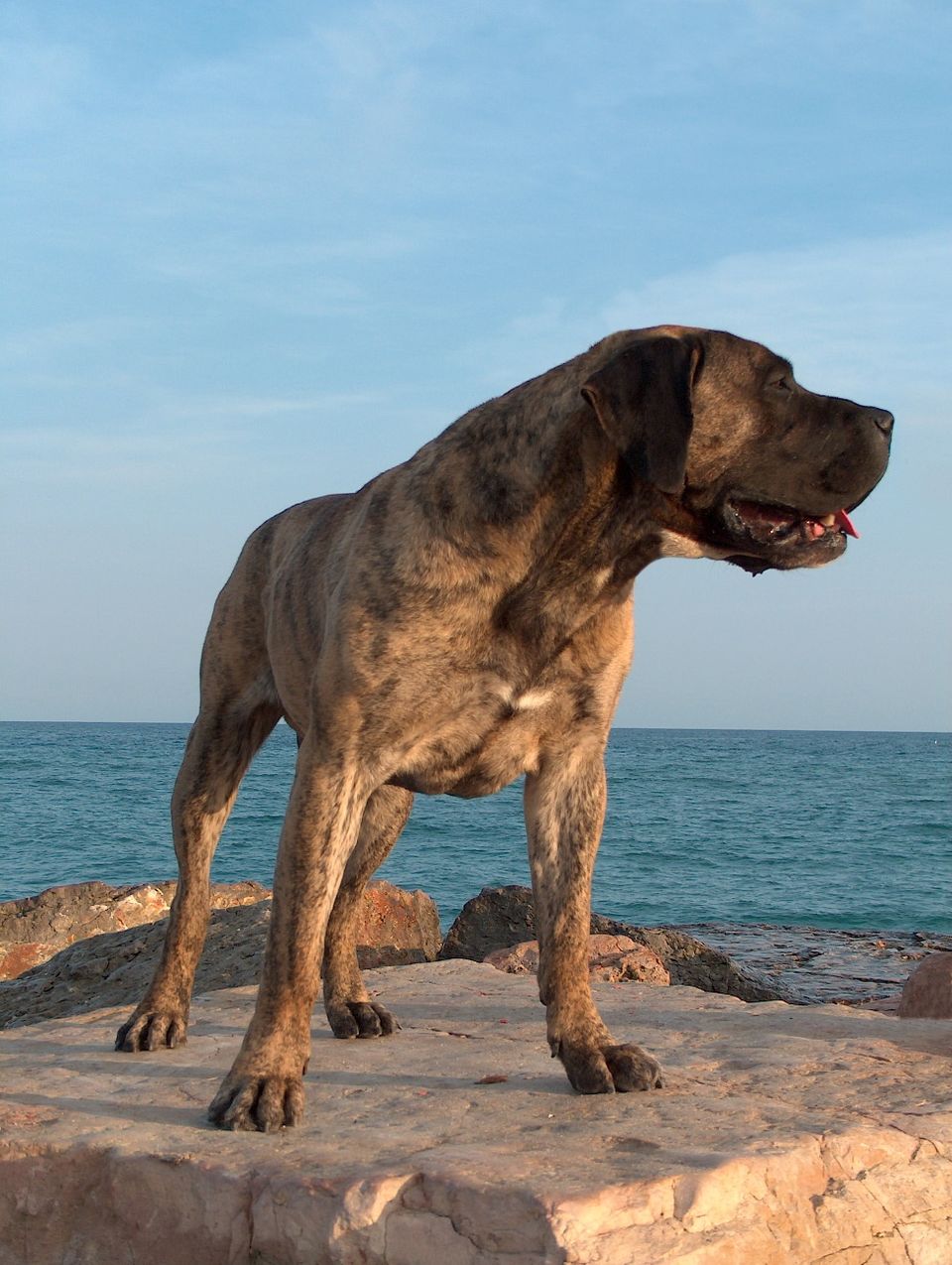 Perro de Presa Canario – Kanarieöarnas kraftfulla boskapsvakt med stark vilja