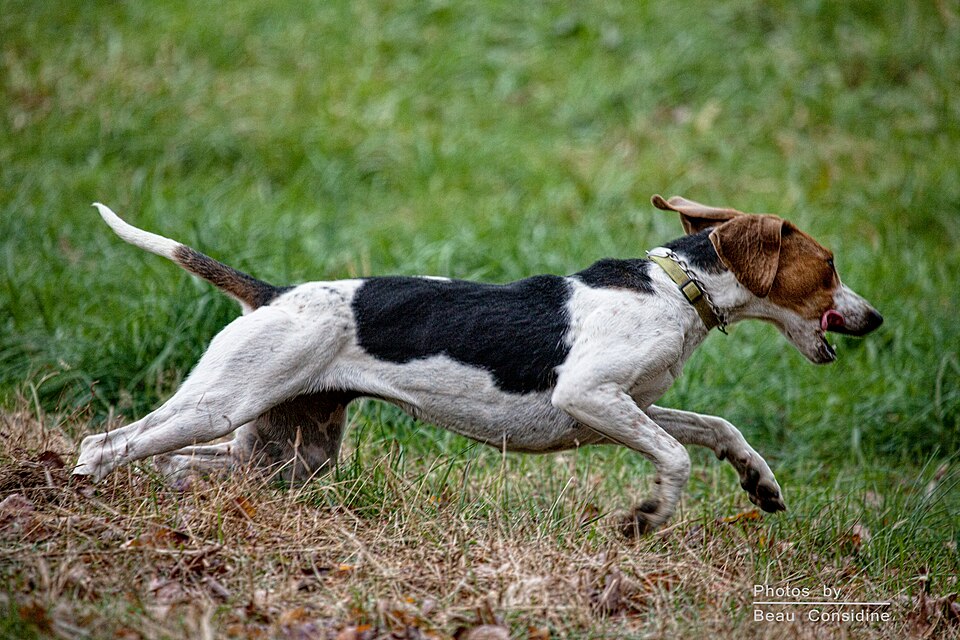 English Foxhound – Englands klassiske, välbalanserade rävjaktshund