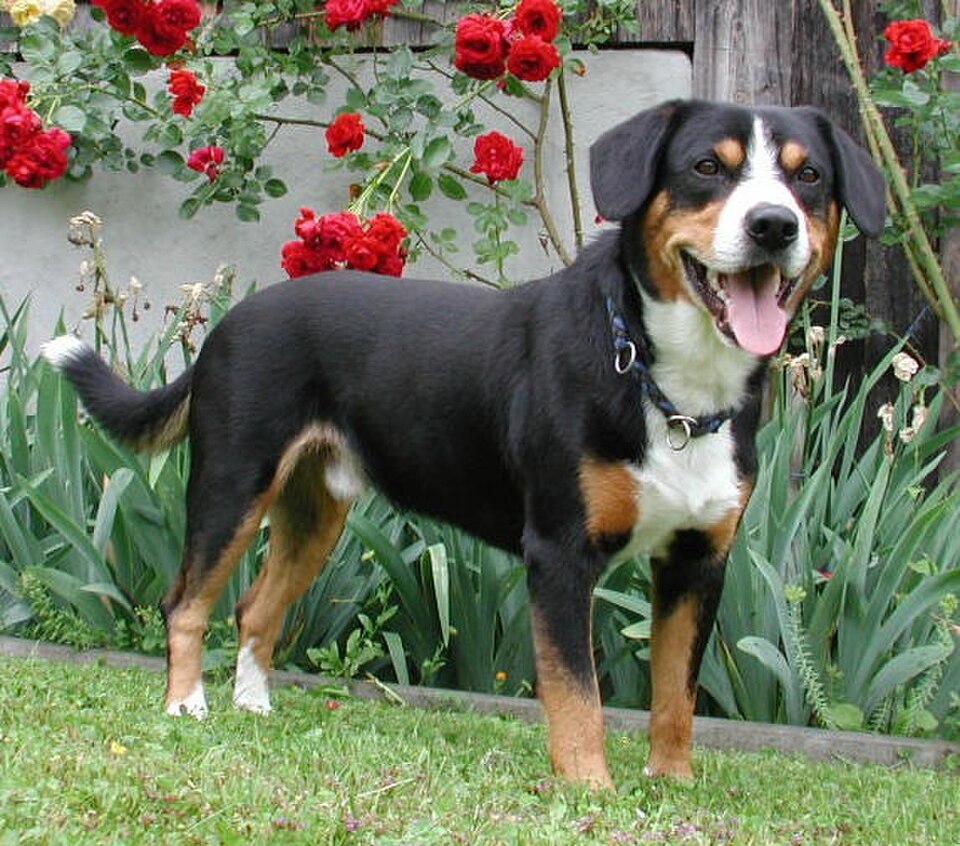 Entlebucher sennenhund – den minste schweizaren med störst energi