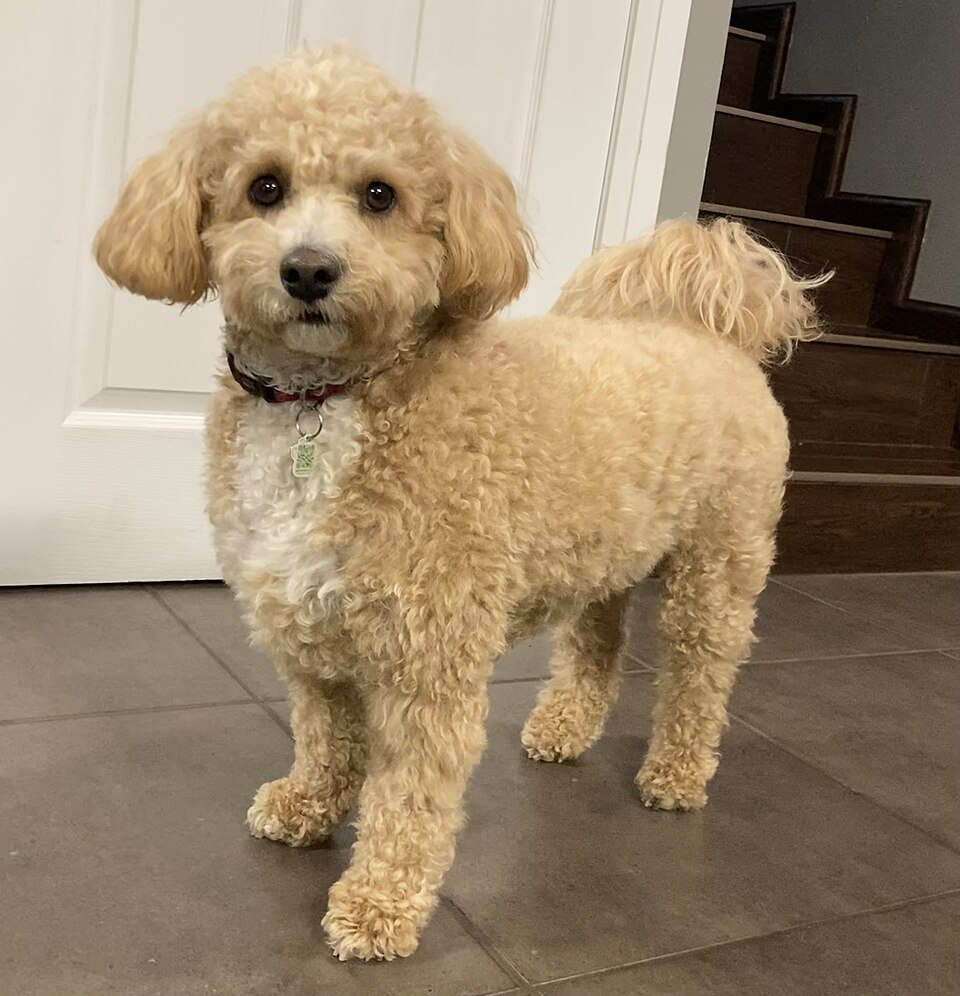 Poochon – mjuk, lockig och allergivänlig bichon-pudelkorsning