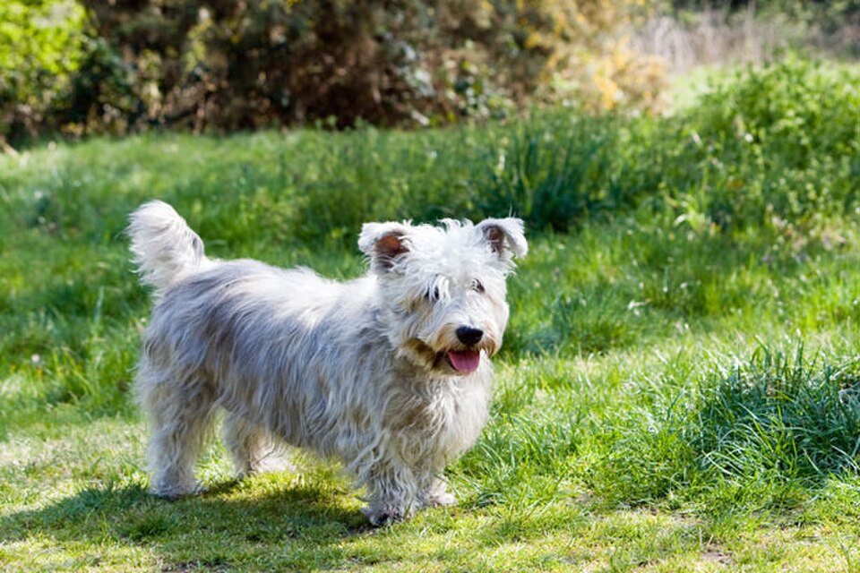 Glen of Imaal terrier – Irlands lågmälde grävlingsjägare med järnvilja