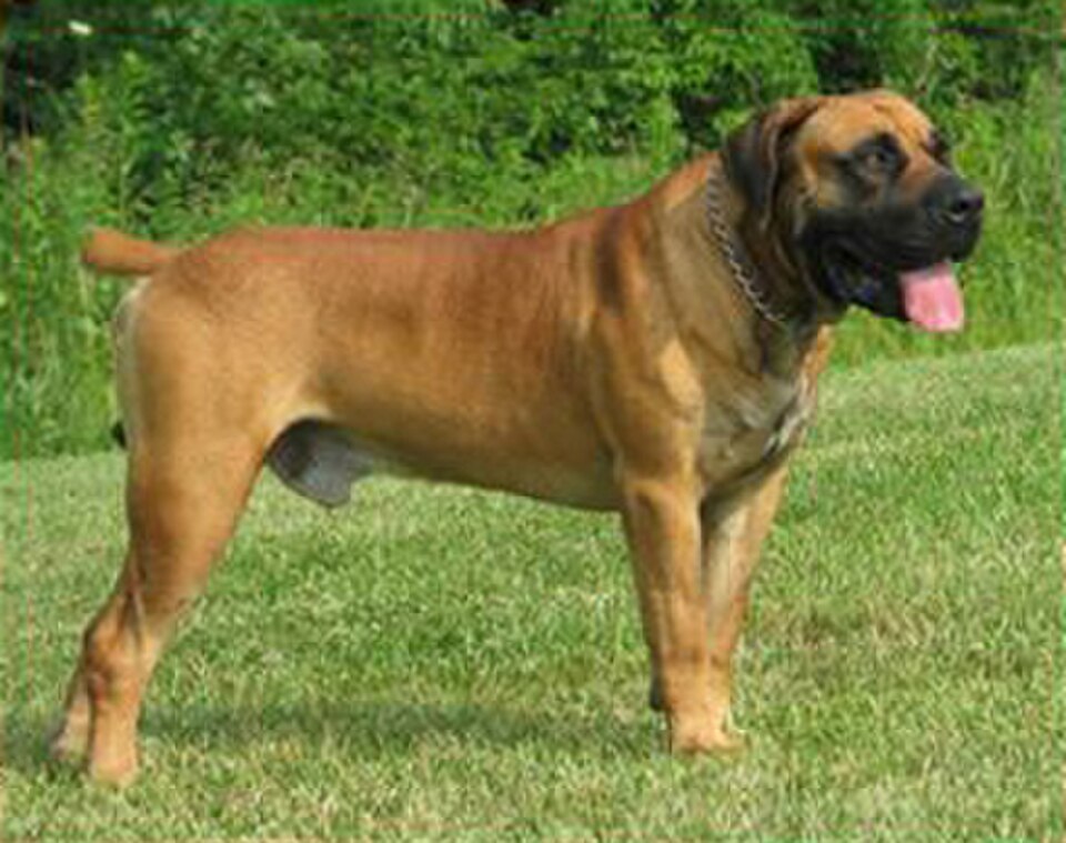 Boerboel – Sydafrikas kraftfulla gårdsvakt med lejonmod och familjehjärta