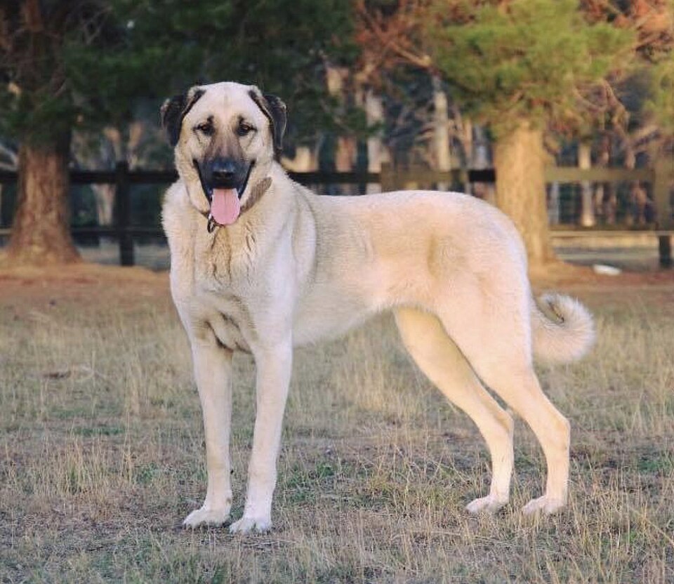Kangal – Anatoliens urgamle fårväktare med oöverträffat mod