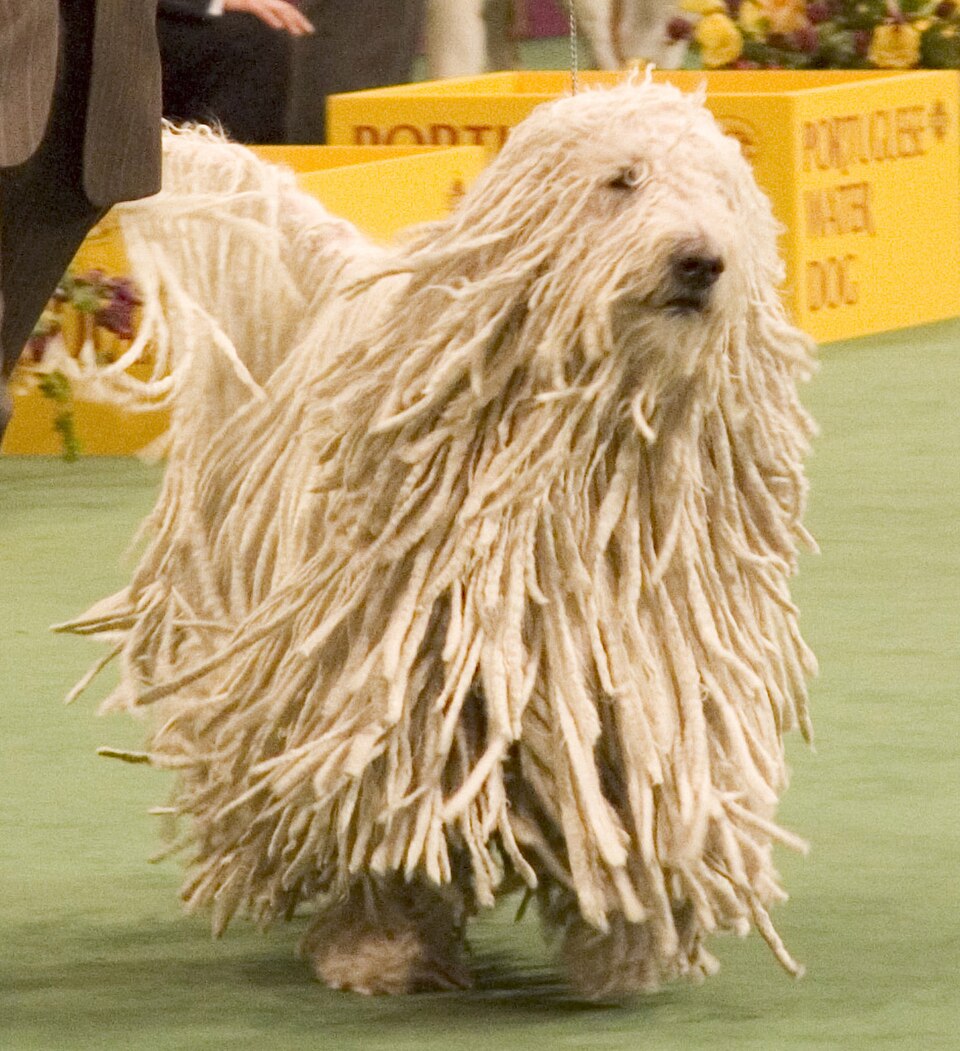 Komondor – Ungerns dreadlock-täckta fårväktare med orubbligt mod