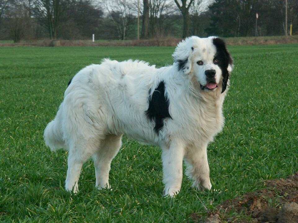Landseer – den svartvita newfoundlandshundens elegante europeiske kusin