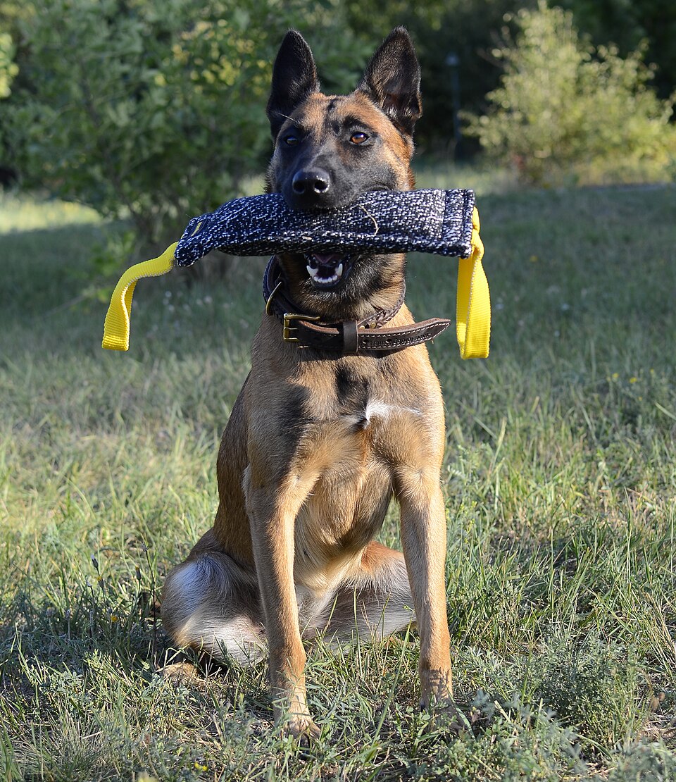 Belgisk vallhund malinois – atletisk, intelligent och obeveklig arbetshund