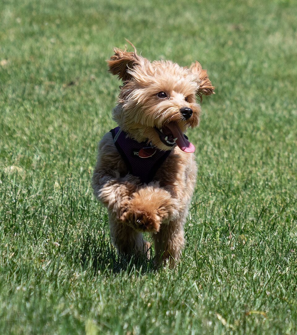 Maltipoo – liten, allergivänlig och förälskad i alla den möter