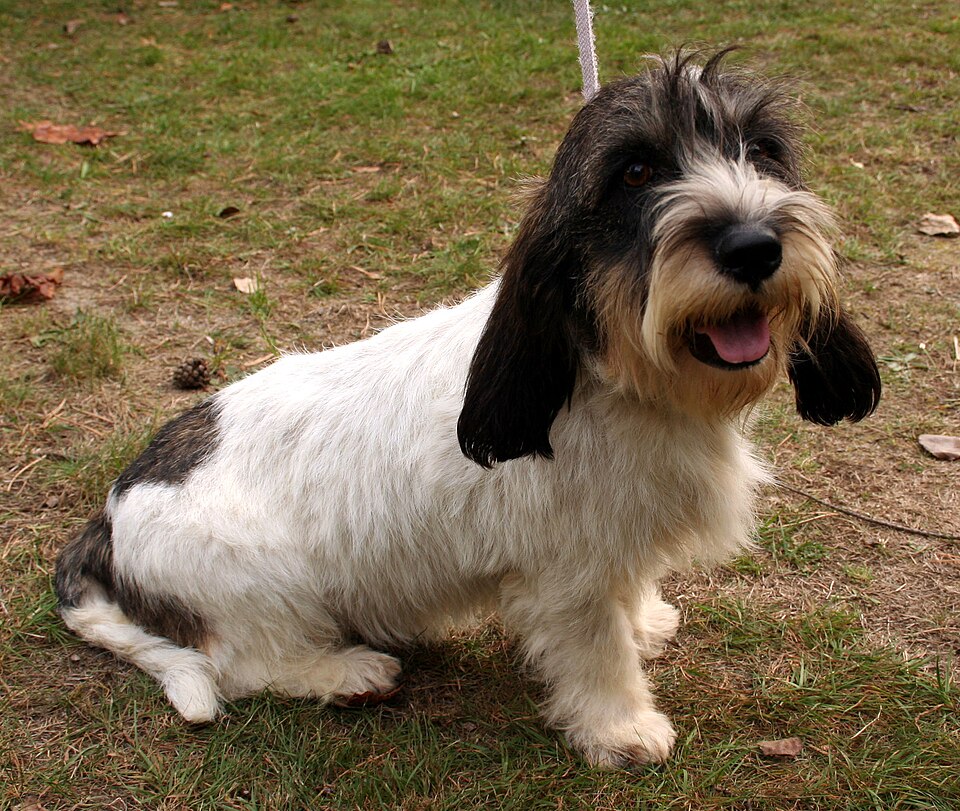 Petit Basset Griffon Vendéen – Frankrikes busige, lågvuxna stövare med yvigt skägg
