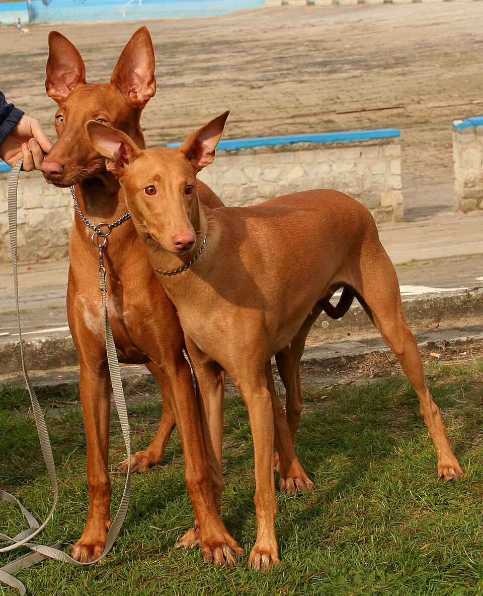 Pharaoh Hound – Maltas urgamle, rödlysande jakthund med leende