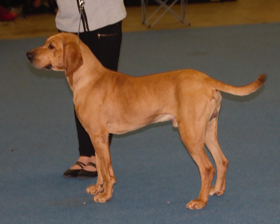 Plott Hound – North Carolinas envise, modige björnjägare från Appalacherna