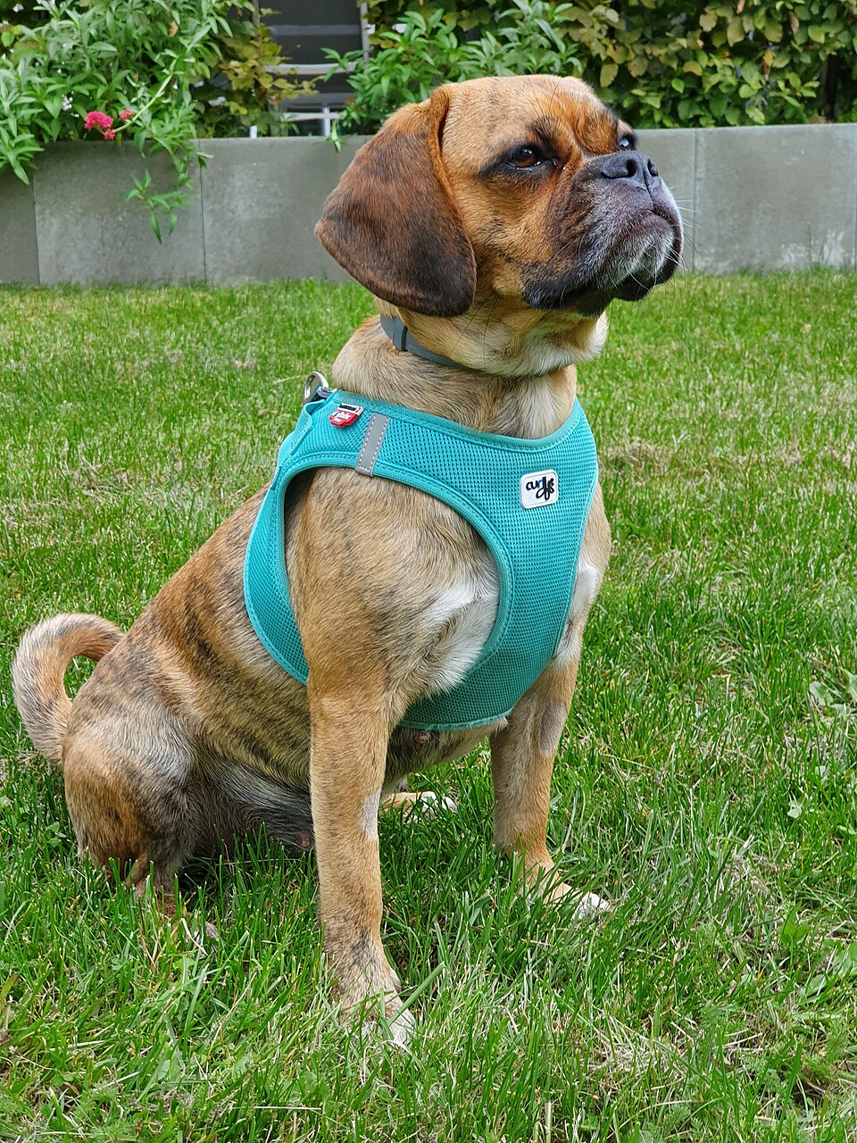 Puggle – mops och beagle – charming liten sällskapshund med stövarnäsa