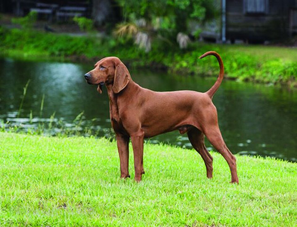 Redbone Coonhound – Amerikas eldröde, melodiske nattjägare med uthållig charm
