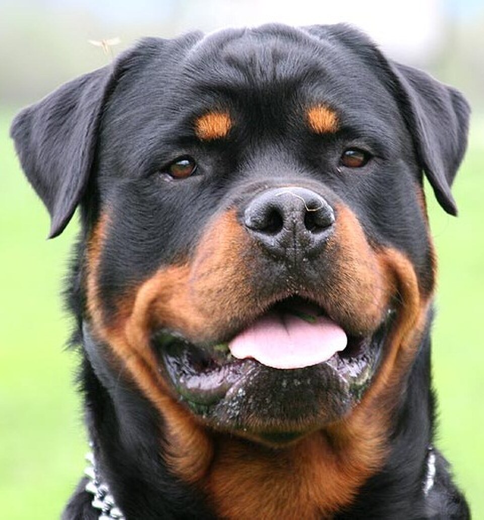 Rottweiler – kraftfull, lojal och missförstådd tysk väktare