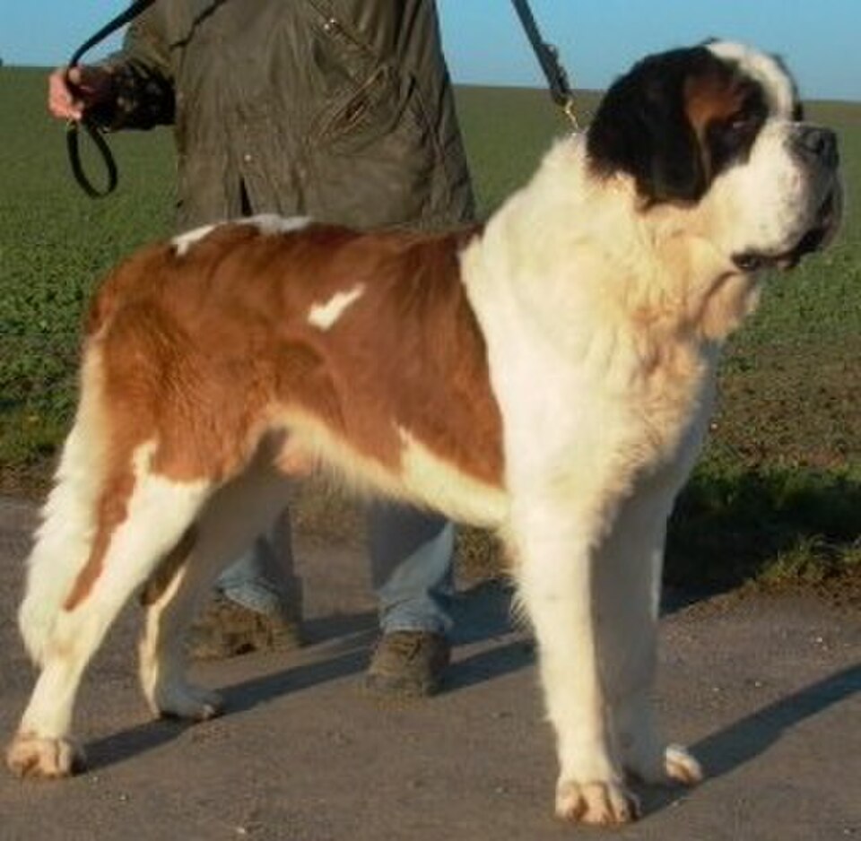 Saint Bernard – Alpernas legendariske räddningshund med godmodigt jättehjärta