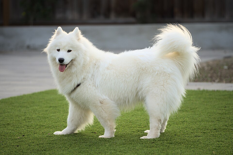 Samojedhund – leende sibirisk fjällhund med snövit päls och solskensnatur