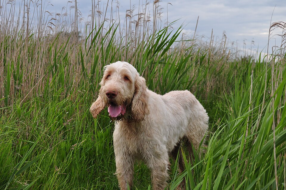 Spinone italiano – lantlig italiensk allroundjägare med busigt skägg och lugnt hjärta
