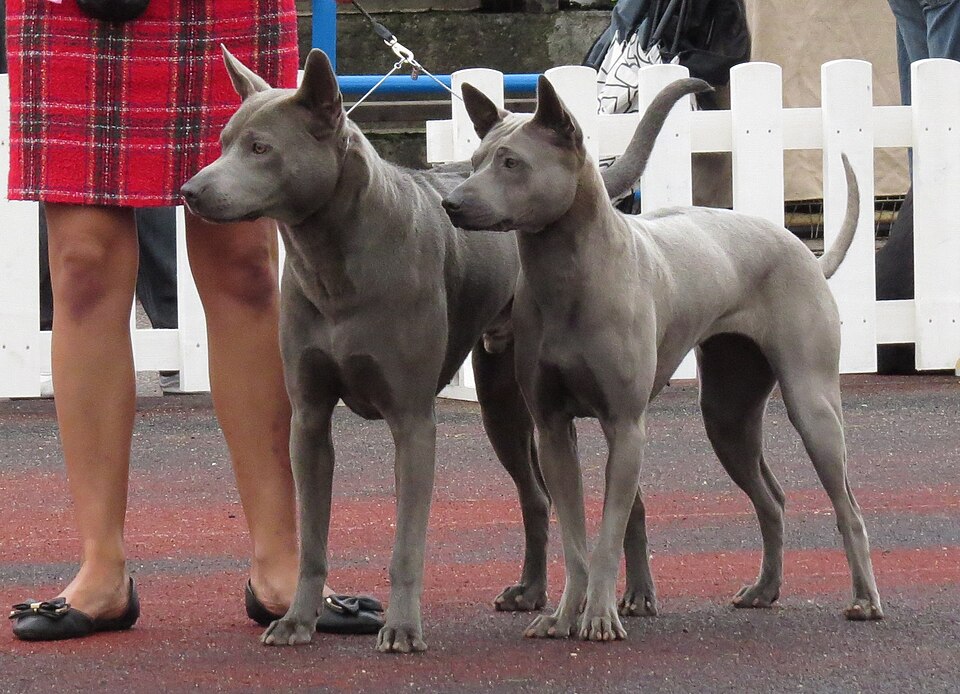 Thai ridgeback – Asiens mystiska ursprungshund med ryggkam och vargblick