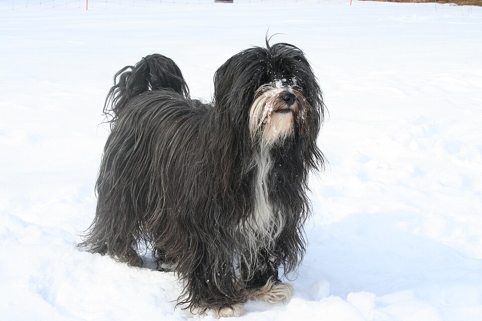 Tibetansk terrier – lyckobringaren från Himalaya med mopp-päls och gammalt arv
