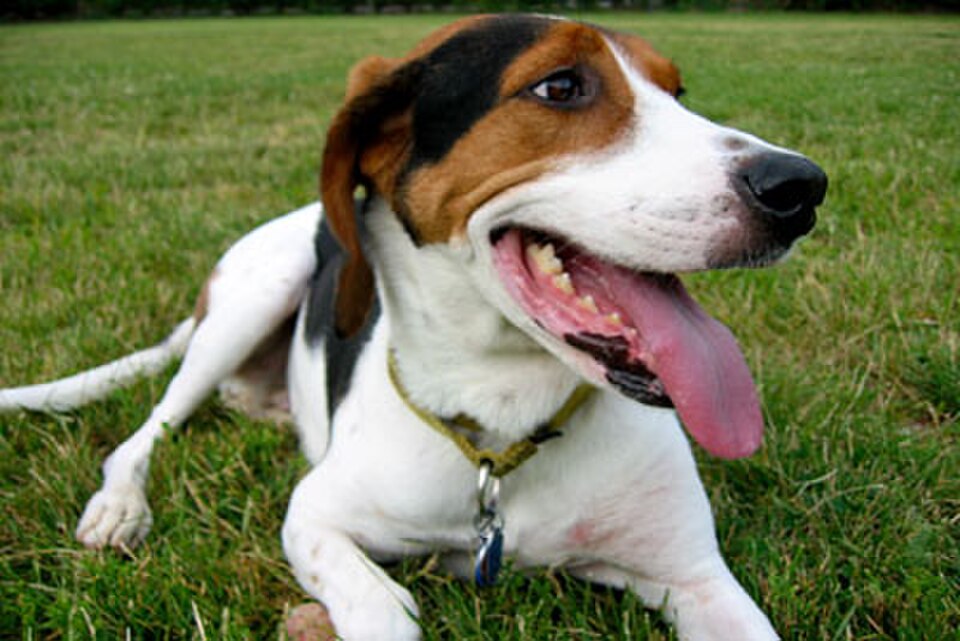 Treeing Walker Coonhound – Amerikas snabbaste coonhound med ”sångröst”