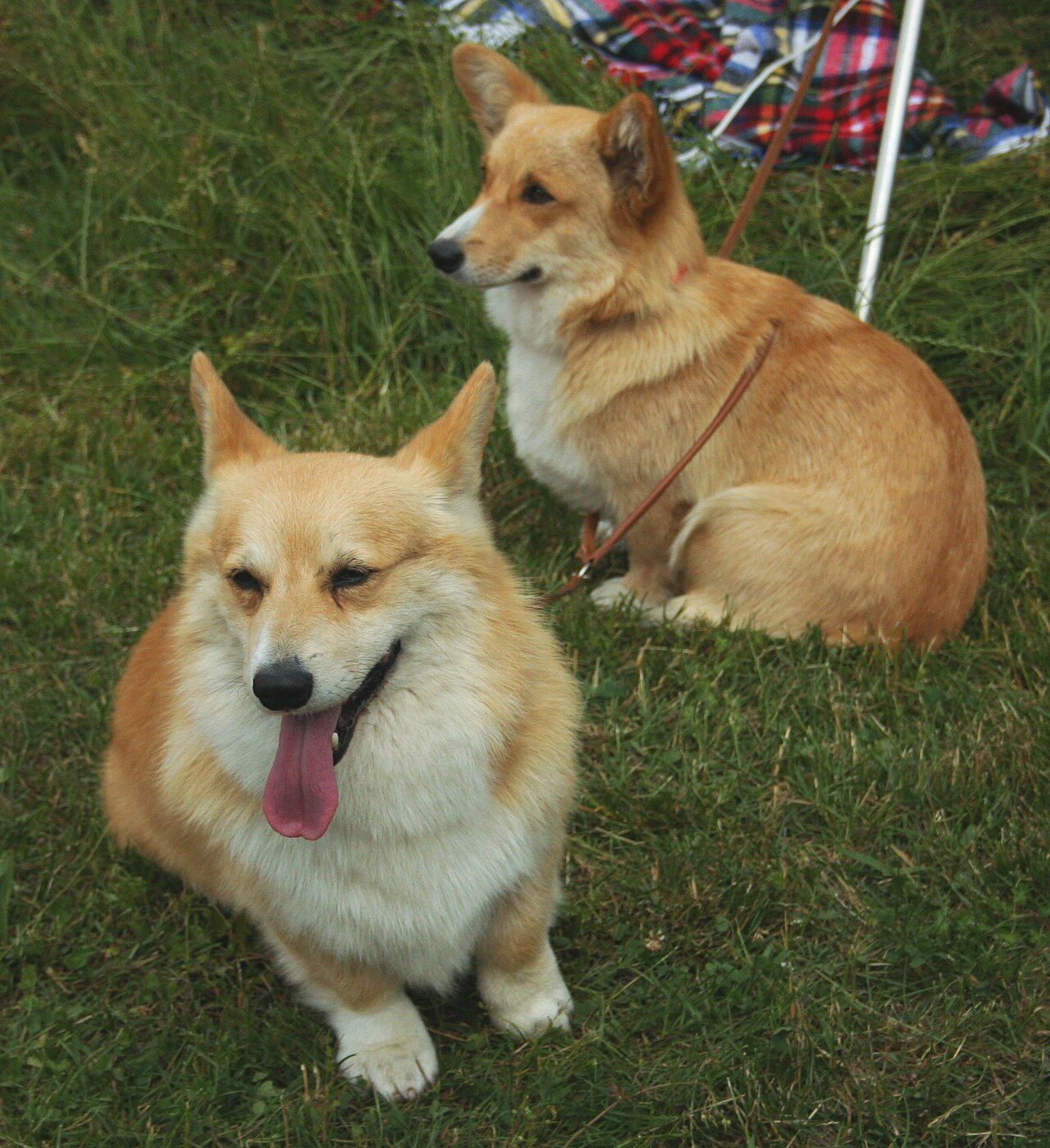 Welsh corgi pembroke – kunglig vallhund med stor personlighet i liten kropp