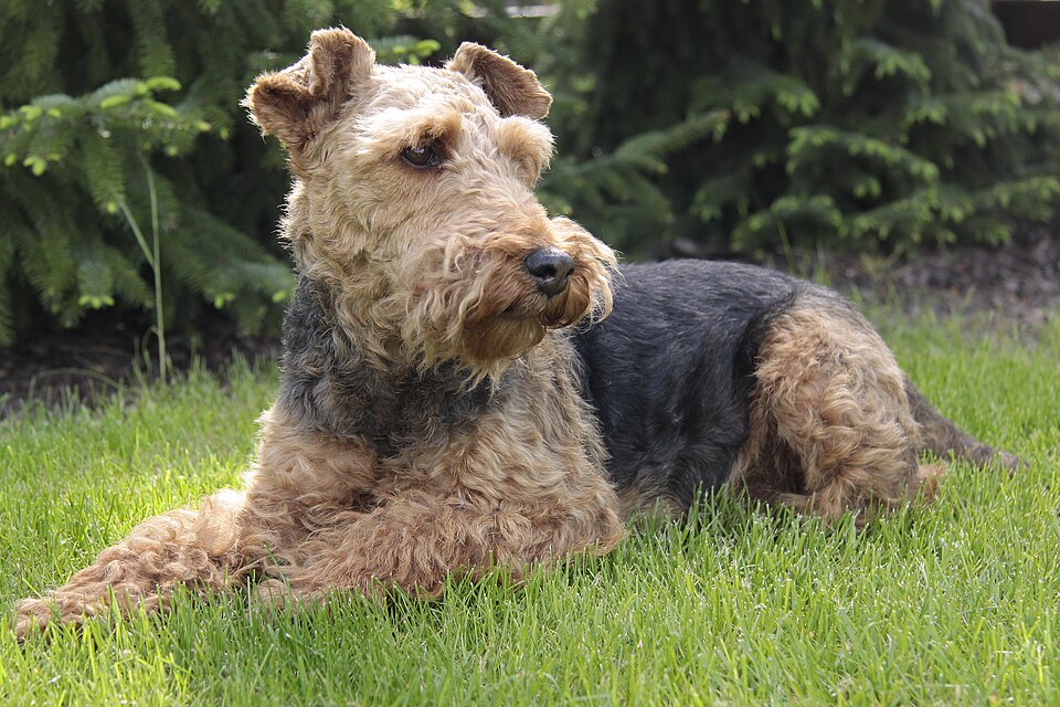 Welsh terrier – kompakt, modig och förvånansvärt lättskött terrier