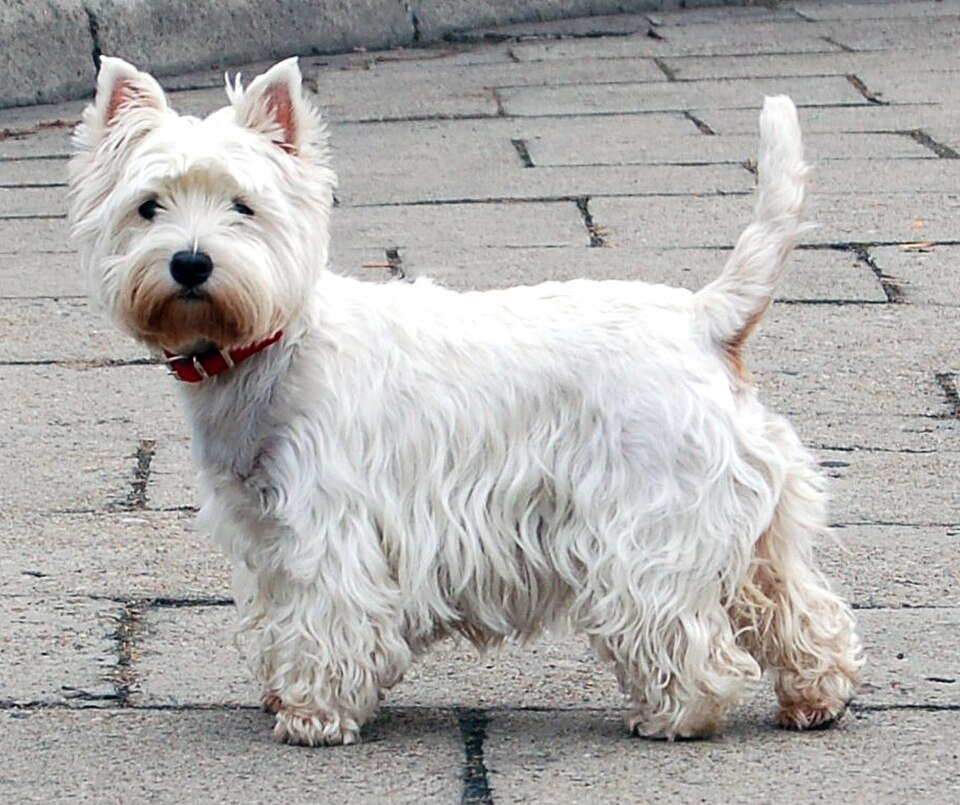 West highland white terrier – liten, modig och full av sig själv