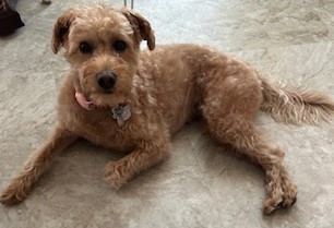 Whoodle – silkeslen, glad och energisk wheaten-pudelkorsning