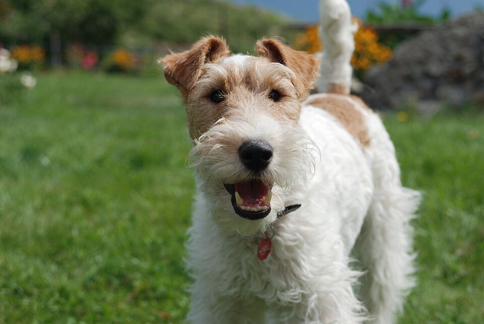 Strävhårig foxterrier – elegant, modig och outtröttlig engelsk terrier med stil