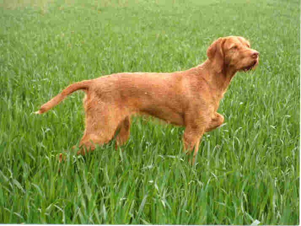 Wirehaired Vizsla – robust, lockig ungersk jakthund för alla väder