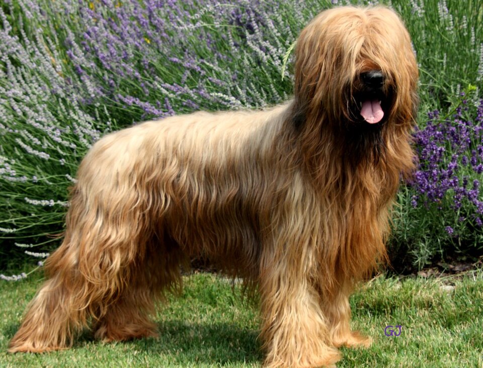Briard – Frankrikes elegante, kloke herdehund med yvigt lockigt hår